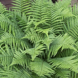 Щитовник мужской Дриоптерис (Dryopteris)