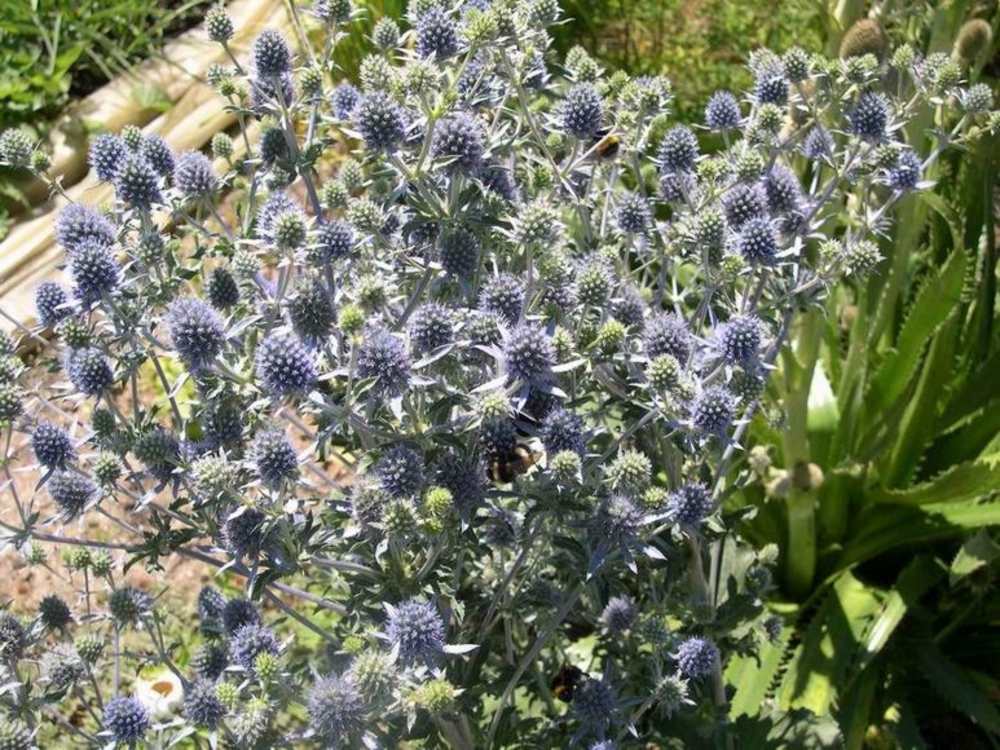 Синеголовник плосколистный Эрингиум (Eryngium)