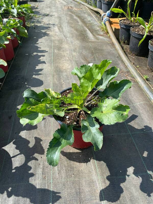 Синеголовник плосколистный Эрингиум (Eryngium)