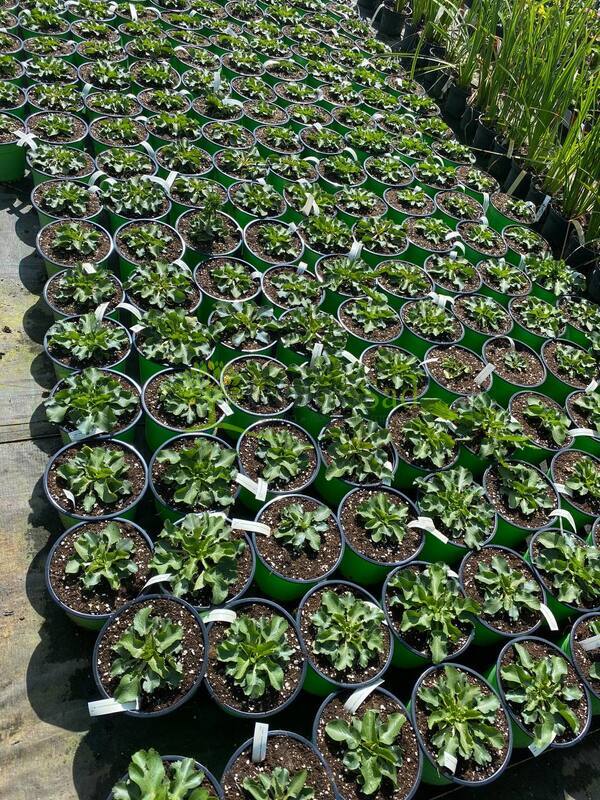 Синеголовник плосколистный Эрингиум (Eryngium)