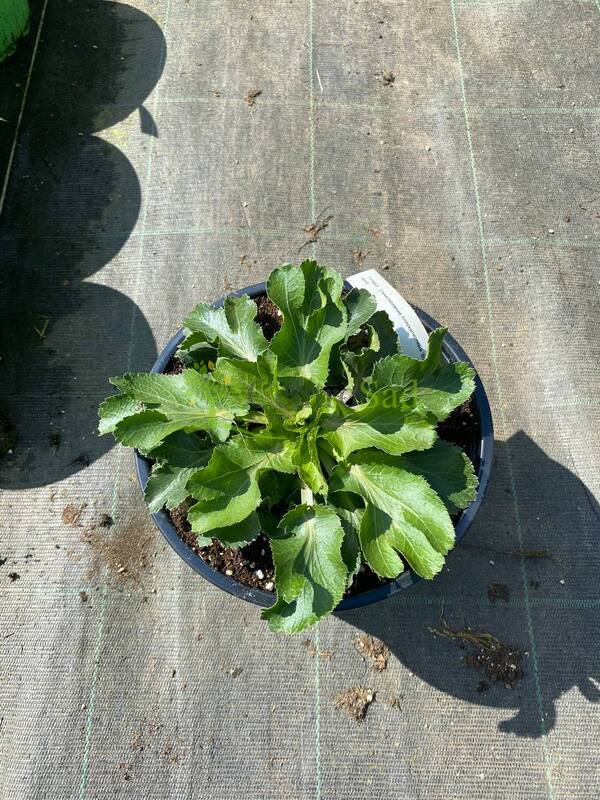 Синеголовник плосколистный Эрингиум (Eryngium)