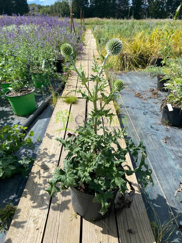 Синеголовник плосколистный Эрингиум (Eryngium)