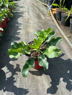 Синеголовник плосколистный Эрингиум (Eryngium)