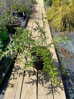 Синеголовник плосколистный Эрингиум (Eryngium)