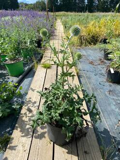 Синеголовник плосколистный Эрингиум (Eryngium)