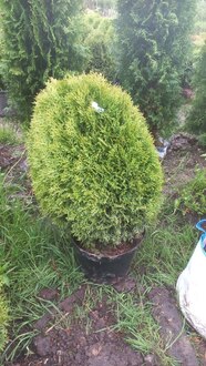 Туя западная Литтл Гиант (Little Giant)