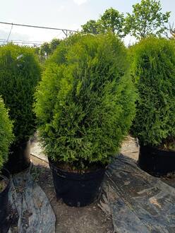 Туя западная Литтл Гиант (Little Giant)