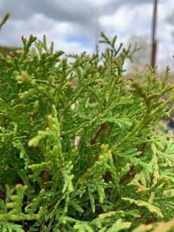 Туя западная Литтл Гиант (Little Giant)