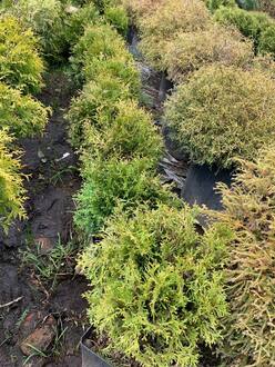 Туя западная Литтл Гиант (Little Giant)