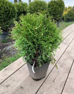 Туя западная Литтл Гиант (Little Giant)