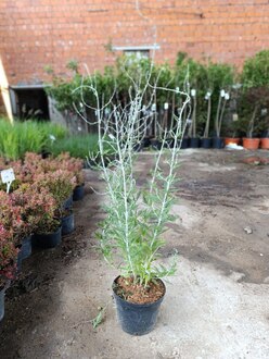 Перовския лебедолистная Силвери Блю (Silvery Blue)