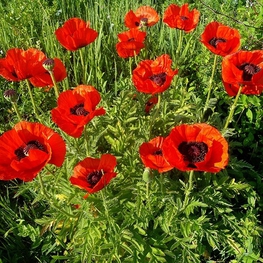 Мак восточный Папавер ориентале (Papaver orientale)