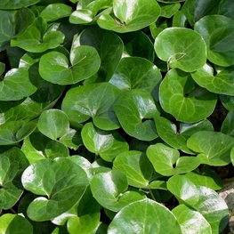 Копытень европейский Азарум (Asarum)