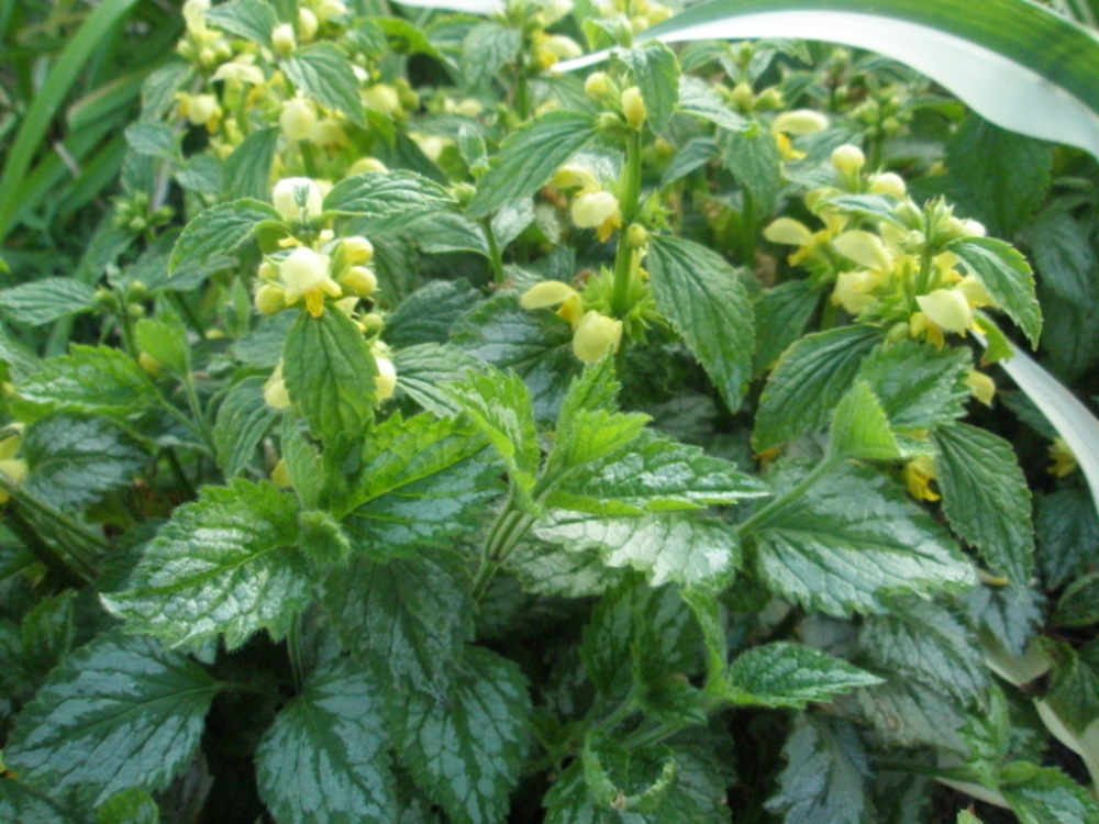 Зеленчук желтый Галеобдолон (Galeobdolon)