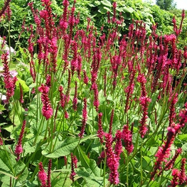 Горец сечевидный Файертейл (Firetail)