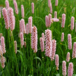 Горец змеиный Боркуло (Borculo)