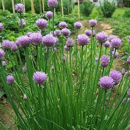 Лук резанец Аллиум (Allium)