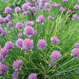 Лук Шнитт Аллиум (Allium)