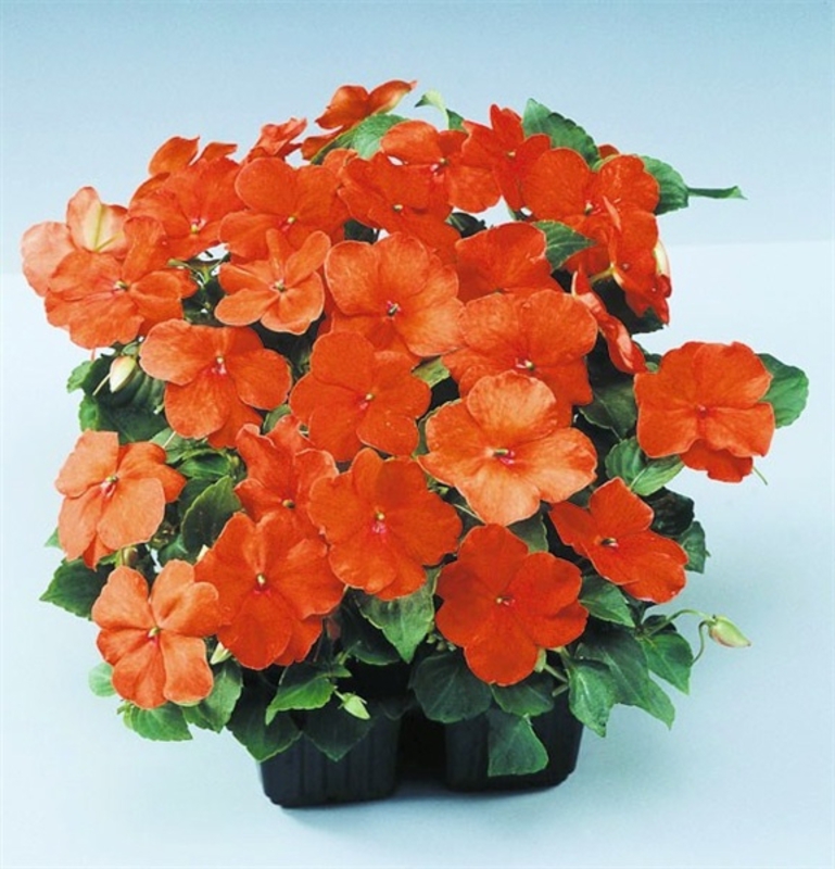 Бальзамин Уоллера Импатиенс (Impatiens)