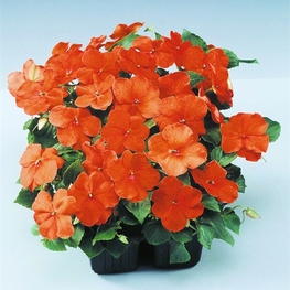 Бальзамин Уоллера Импатиенс (Impatiens)