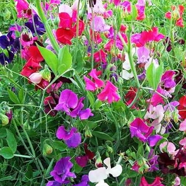 Душистый горошек Латирус (Lathyrus)
