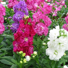 Левкой Маттиола (Matthiola)
