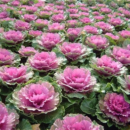 Капуста декоративная Брассика (Brassica)