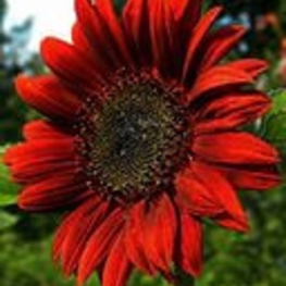 Подсолнечник низкорослый Гелиантус (Helianthus)