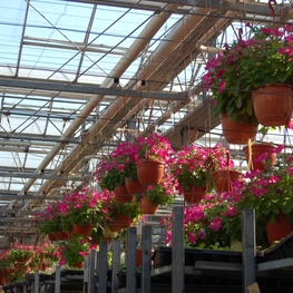 Петуния Потуниас (Potunias) в кашпо