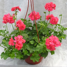 Пеларгония плющелистная "Pelargonium" в кашпо