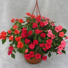Бальзамин Импатиенс (Impatiens) в кашпо
