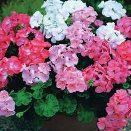 Пеларгония "Pelargonium" в балконном ящике