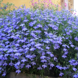 Лобелия "Lobelia" в балконном ящике