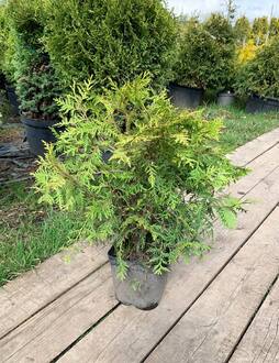 Туя западная Литтл Чемпион (Little Champion)