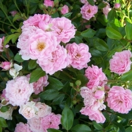 Роза почвопокровная Фэйри (Fairy)