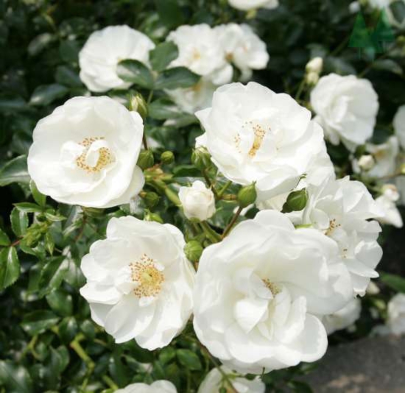 Роза почвопокровная Сноуфилд купить по цене 500 рублей от питомника саженцев и растений Центросад