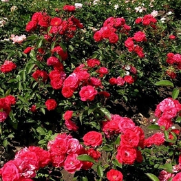 Роза почвопокровная Ред Фэйри (Red Fairy)