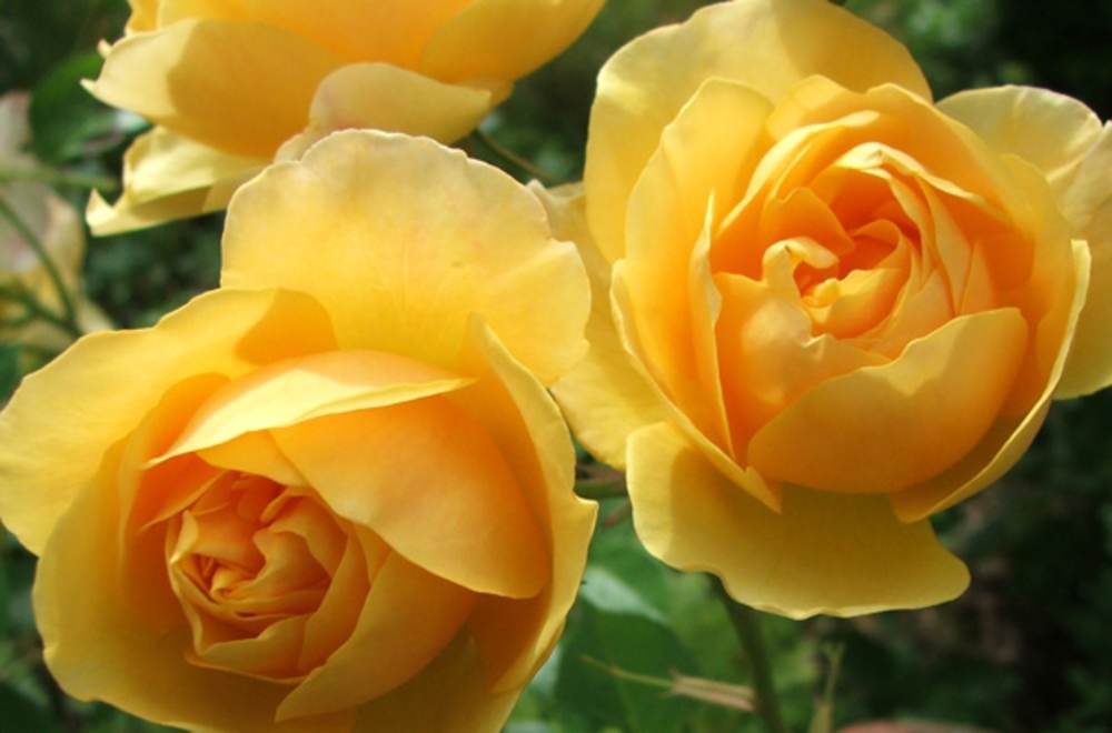 Роза парковая Грэхэм Томас по цене от 650 купить в питомнике