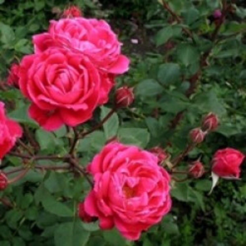 Роза канадская парковая Аделаида Худлес купить по цене цена по запросу от питомника саженцев и растений Центросад