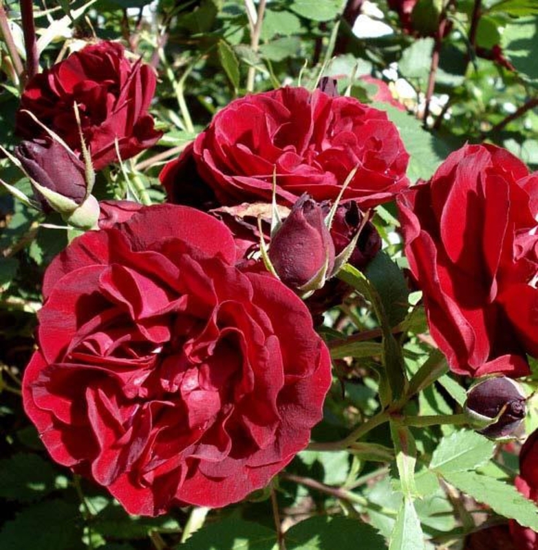 Купить саженцы роз в Санкт-Петербурге в питомнике | Святовит