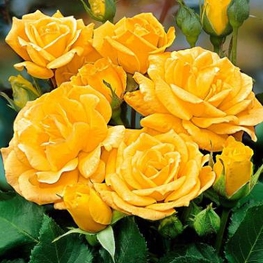 Роза флорибунда Артур Белл (Arthur Bell)