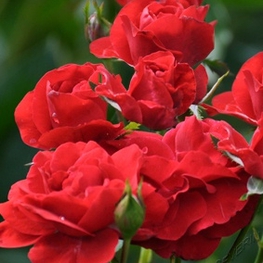 Роза флорибунда Нина Вейбул (Nina Weibull)