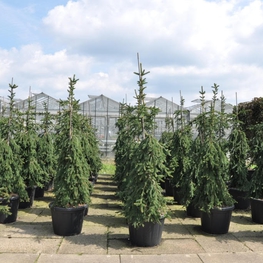 Ель обыкновенная Инверса (Inversa)