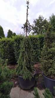 Ель обыкновенная Инверса (Inversa)