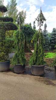 Ель обыкновенная Инверса (Inversa)