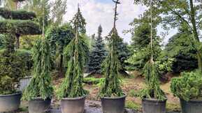 Ель обыкновенная Инверса (Inversa)