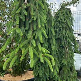 Ель обыкновенная Инверса (Inversa)