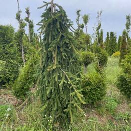 Ель обыкновенная Инверса (Inversa)