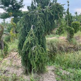 Ель обыкновенная Инверса (Inversa)