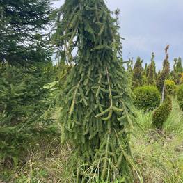 Ель обыкновенная Инверса (Inversa)